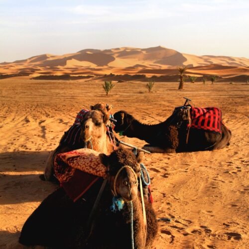 A camel caravan crossing the sand dunes of Erg Chebbi near Merzouga, the classic short desert experience families do on a Morocco itinerary