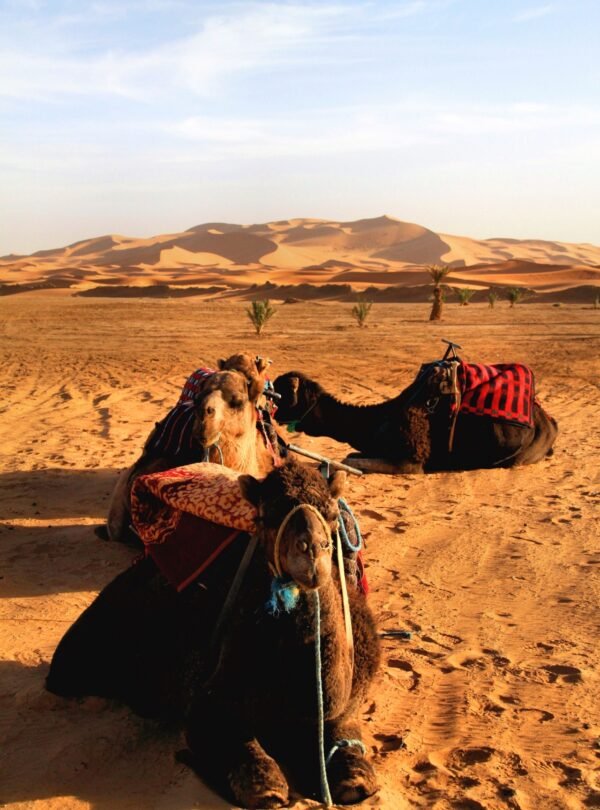 A camel caravan crossing the sand dunes of Erg Chebbi near Merzouga, the classic short desert experience families do on a Morocco itinerary