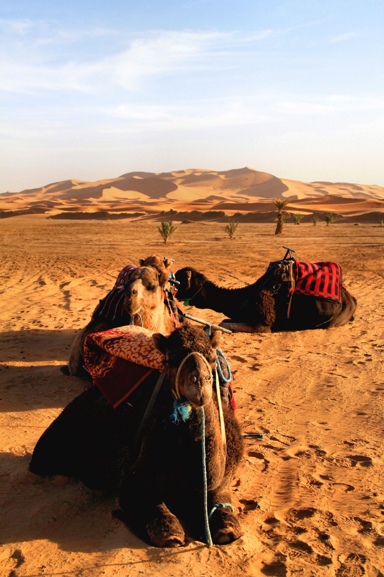 A camel caravan crossing the sand dunes of Erg Chebbi near Merzouga, the classic short desert experience families do on a Morocco itinerary
