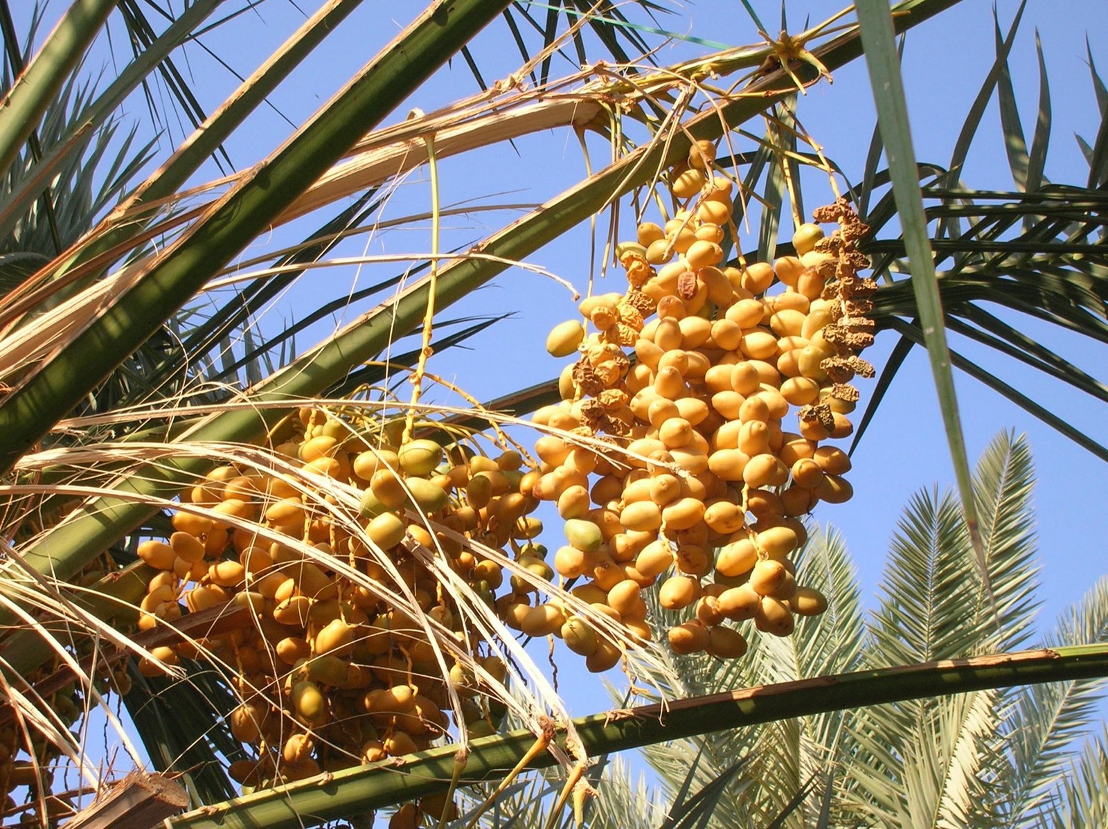 Dattes fraîches et séchées, l’aliment traditionnel qui rompt le jeûne à l’iftar dans tout le Maroc pendant le ramadan