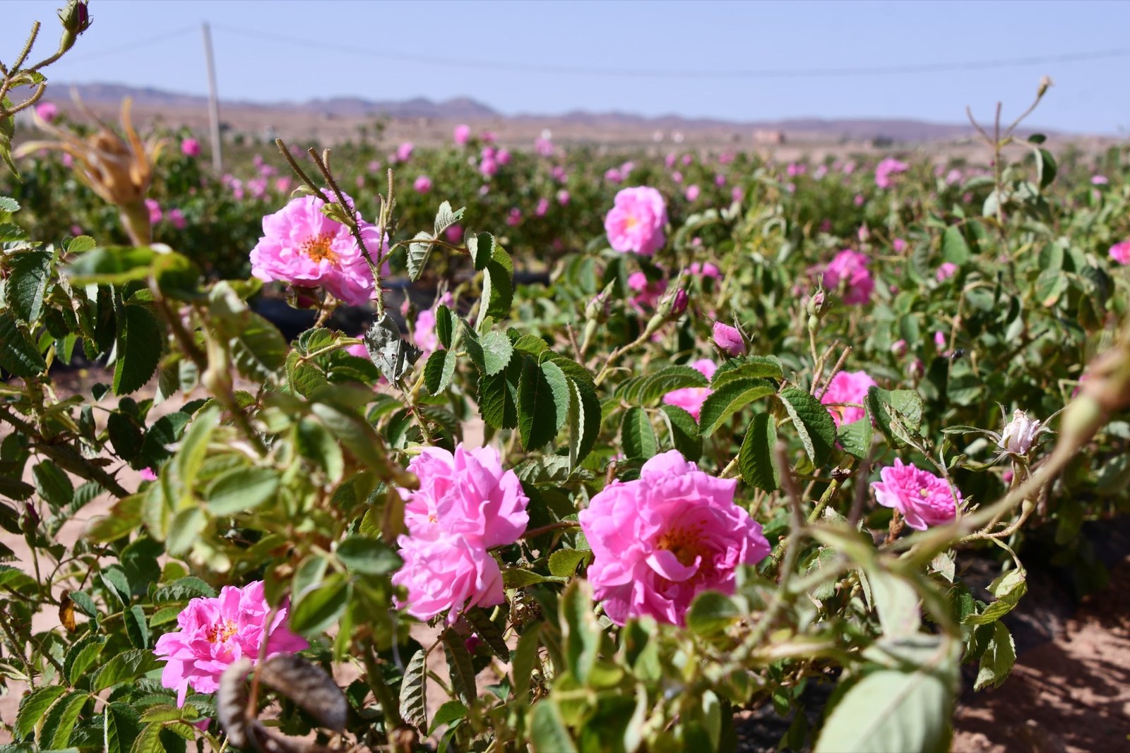 Roseiras-damascenas cultivadas como sebes à volta das hortas do oásis perto de Kelaat M'Gouna, no vale do Dades, origem da água e do óleo de rosa de Marrocos